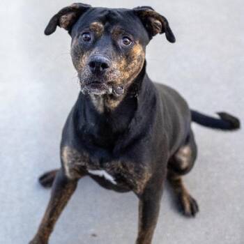 BRONSON -  Rottweiler Dog for Adoption in Seymour, Indiana - BRONSON | PetCurious