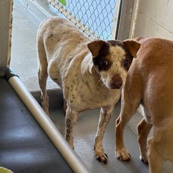 Feist Dogs Available for Adoption in Morganton, North Carolina - Journey | PetCurious