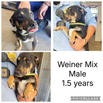 *** Wilson -  Mixed Breed Dog for Adoption in Oceanside, California - *** Wilson | PetCurious