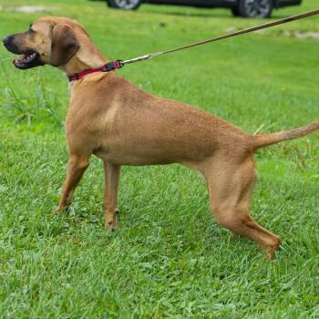 Chelsea -  Beagle Dog for Adoption in South Elgin, Illinois - Chelsea | PetCurious