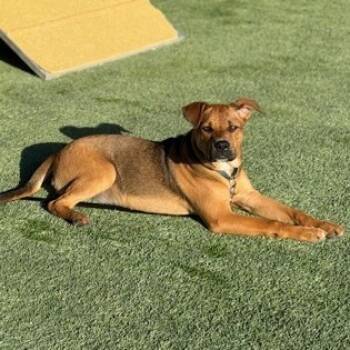 Rescue Labrador Retriever and Mixed Breed Dogs for Adoption in Fresno, California - Kali Letty | PetCurious