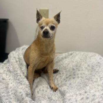 Chihuahua Dogs Available for Adoption in College Station, Texas - Jiminey | PetCurious