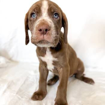 Mastiff and Bracco Italiano Dogs Available for Adoption in Bullard, Texas - Winn | PetCurious
