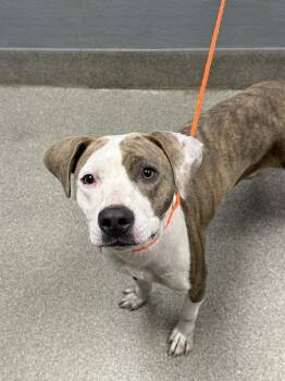 CANA DO -  Pit Bull Terrier Dog for Adoption in Las Vegas, Nevada - CANA DO | PetCurious