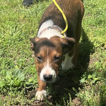 Beagle Dogs Available for Adoption in Medfield, Massachusetts - Haley | PetCurious