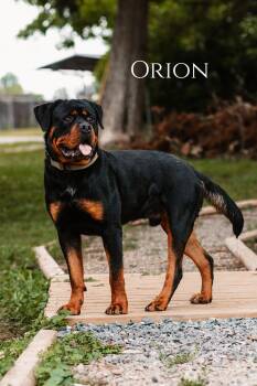 Orion -  Rottweiler Dog Available for Adoption in Oak Ridge, Tennessee - Orion | PetCurious