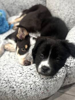 Border Collie and Labrador Retriever Dogs Available for Adoption in Salt Lake City, Utah - Goomba | PetCurious