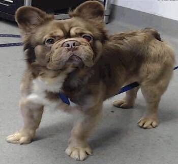 French Bulldog Dogs Available for Adoption - KEVIN | PetCurious