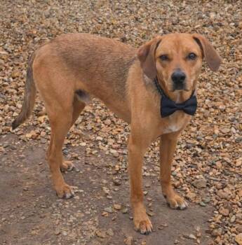 Mountain Cur and Terrier Dogs Available for Adoption - Isaac | PetCurious