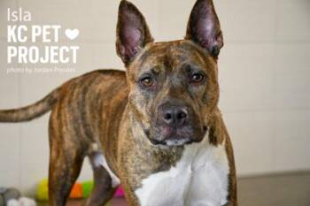 Isla -  Pit Bull Terrier and Mixed Breed Dog for Adoption in Kansas City, Missouri - Isla | PetCurious