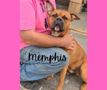 Rescue Boxer Dogs for Adoption in Marion, Indiana - Memphis | PetCurious