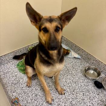 Missy -  German Shepherd Dog Dog for Adoption in Madisonville, Tennessee - Missy | PetCurious