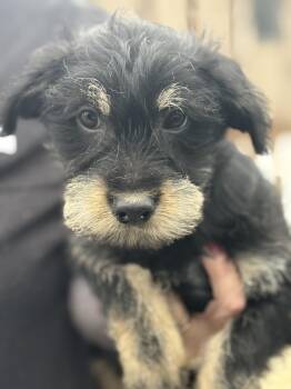 Shih Tzu and Terrier Dogs Available for Adoption - Honor | PetCurious