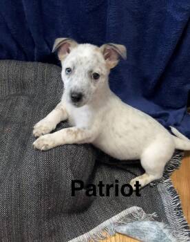 Patriot -  Australian Cattle Dog Blue Heeler Dog for Adoption in Topeka, Kansas - Patriot | PetCurious