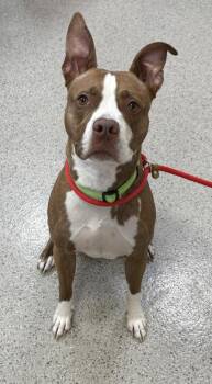 Buster Jr. -  Pit Bull Terrier and Mixed Breed Dog for Adoption in Fishers, Indiana - Buster Jr. | PetCurious