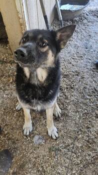 Koba -  German Shepherd Dog and Husky Dog for Adoption in Oakville, Washington - Koba | PetCurious