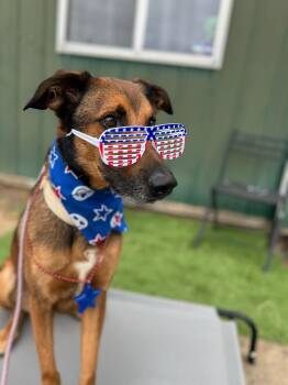 Rocky -  Shepherd Dog for Adoption in Santa Monica, California - Rocky | PetCurious