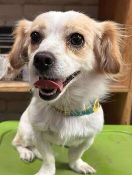 Rescue Papillon and Terrier Dogs for Adoption in Visalia, California - Lavy | PetCurious