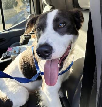 Frankfurter -  Mixed Breed Dog for Adoption in Nashville, Tennessee - Frankfurter | PetCurious