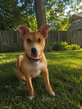 Coyote (Otie) -  Corgi and Finnish Spitz Dog for Adoption in Plymouth, Michigan - Coyote (Otie) | PetCurious