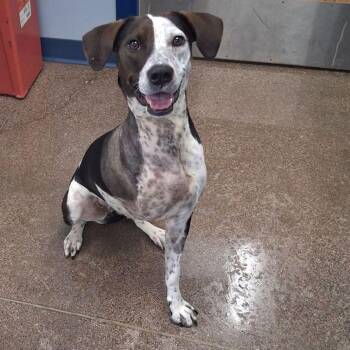 Rose -  German Shorthaired Pointer Dog for Adoption in Kingman, Arizona - Rose | PetCurious