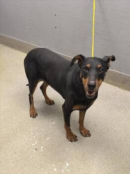 Doberman Pinscher Dogs Available for Adoption - BRIDGET | PetCurious