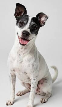 OREO -  Chihuahua Dog for Adoption in Houston, Texas - OREO | PetCurious