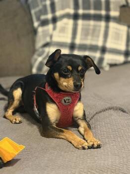 Chihuahua Dogs Available for Adoption in Jackson, Georgia - Duke | PetCurious