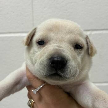 Bina -  Carolina Dog and Mixed Breed Dog for Adoption in Corpus Christi, Texas - Bina | PetCurious