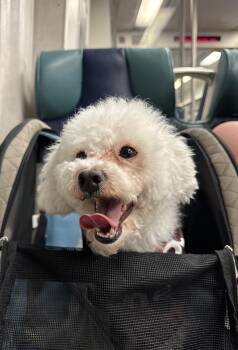 Calliope -  Miniature Poodle Dog for Adoption - Calliope | PetCurious