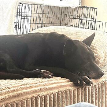 Bridget -  Mixed Breed Dog for Adoption in Galveston, Texas - Bridget | PetCurious