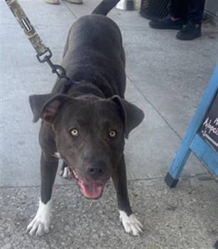 KING -  Mixed Breed Dog for Adoption in Dallas, Texas - KING | PetCurious