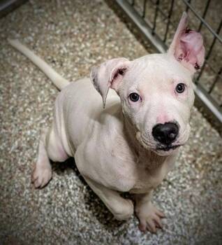PEARL -  American Bulldog Dog for Adoption in Clyde, North Carolina - PEARL | PetCurious