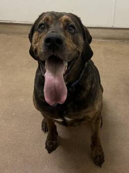 Baxter -  Hound and Mixed Breed Dog for Adoption in Pendleton, Oregon - Baxter | PetCurious
