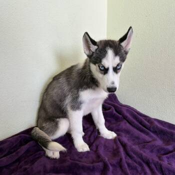 1307 Boltt -  Husky and Mixed Breed Dog for Adoption in Loxahatchee Groves, Florida - 1307 Boltt | PetCurious
