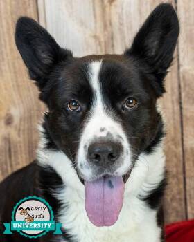 Corgi and Border Collie Dogs Available for Adoption in Kennesaw, Georgia - Leon | PetCurious