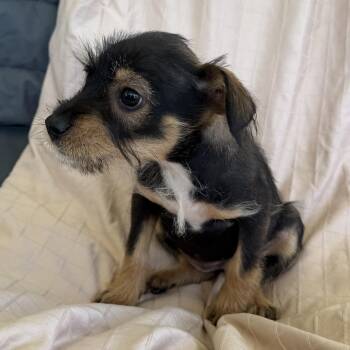 Celeste -  Yorkshire Terrier and Schnoodle Dog for Adoption in San Diego, California - Celeste | PetCurious