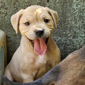 Phish Food -  Mixed Breed Dog for Adoption in Rockville, Maryland - Phish Food | PetCurious
