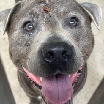 Ludwig -  Labrador Retriever Dog for Adoption in Greenville, Pennsylvania - Ludwig | PetCurious
