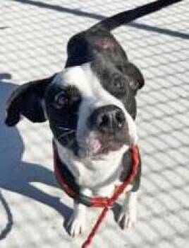 Mixed Breed Dogs Available for Adoption - REO | PetCurious