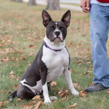 Polly Pocket -  Mixed Breed Dog for Adoption in Dearborn, Michigan - Polly Pocket | PetCurious
