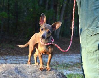 June Bug -  Chihuahua Dog for Adoption in Willingboro, New Jersey - June Bug | PetCurious