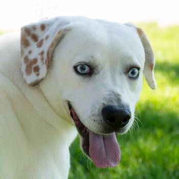 Beagle and Husky Dogs Available for Adoption in Troy, Ohio - Captain | PetCurious
