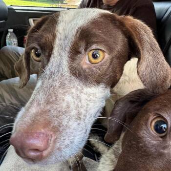 Chapel -  Setter and Mixed Breed Dog for Adoption in Blairsville, Georgia - Chapel | PetCurious