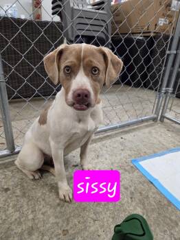 Sissy -  English Pointer and Beagle Dog for Adoption in Muncie, Indiana - Sissy | PetCurious