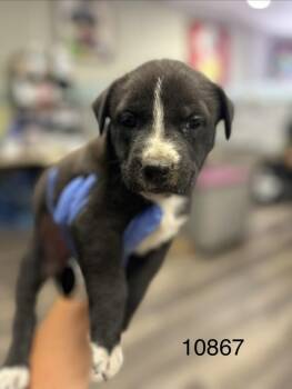 Shepherd Dogs Available for Adoption in Victorville, California - Friday | PetCurious