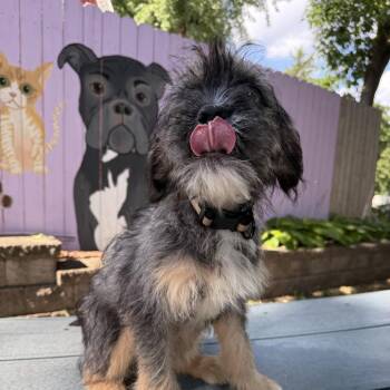 Fig -  French Bulldog and Mixed Breed Dog for Adoption in Madison, Wisconsin - Fig | PetCurious