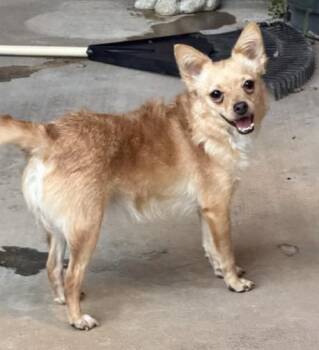 Nellie -  Chihuahua Dog for Adoption in Tulsa, Oklahoma - Nellie | PetCurious