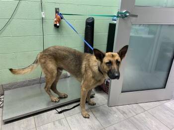 COSMO -  German Shepherd Dog and Mixed Breed Dog for Adoption in Grand Prairie, Texas - COSMO | PetCurious