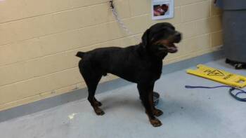 BEEFCAKE -  Rottweiler Dog for Adoption in Tulsa, Oklahoma - BEEFCAKE | PetCurious